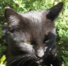 Uporabniški avatar